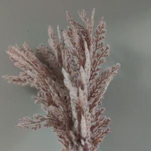 Meet your Posher, Juman